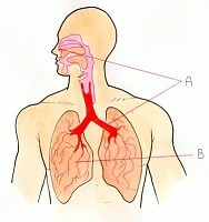 RESPIRATORY